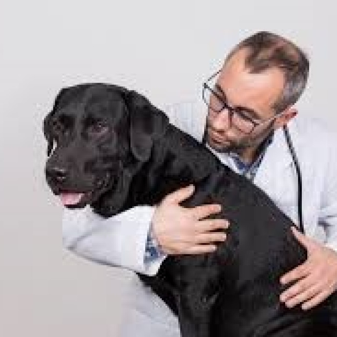  Agroaves busca parceiro Veterinário(a)